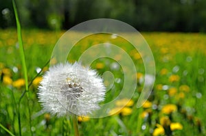 Close look on dandelion seeds