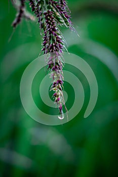 A close look at the Echinochloa crus-galli plant in the forest photo