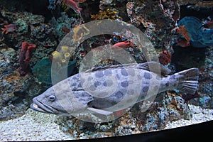 Close look of grouper fish