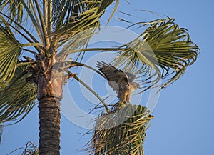 Close look at hawk landing in palm tree on windy day