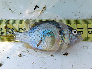 close look in an invasive fish species pumpkinseed