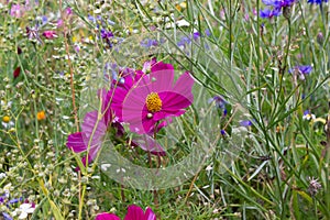 close look at multi colorful flowers in meadow at sunshine summer day