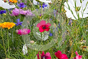 close look at multi colorful flowers in meadow at sunshine summer day