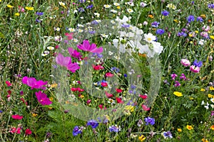 close look at multi colorful flowers in meadow at sunshine summer day