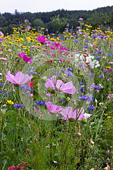 close look at multi colorful flowers in meadow at sunshine summer day