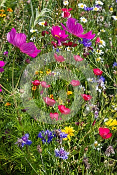 close look at multi colorful flowers in meadow at sunshine summer day