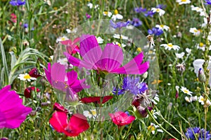 close look at multi colorful flowers in meadow at sunshine summer day