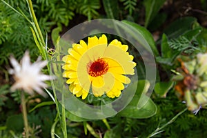 close look at multi colorful flowers in meadow at sunshine summer day