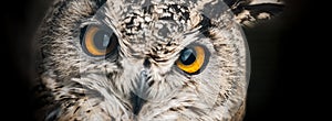 A close look at the orange eyes of a horned owl on a dark background.