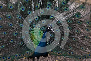A Close Look of the peacock with face in focus