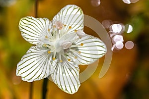 Close Look at the Petals of a Delicate White Bog Star