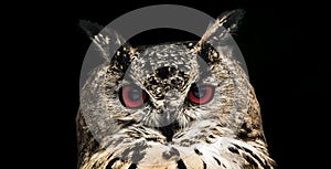 A close look of the red eyes of a horned owl on a dark
