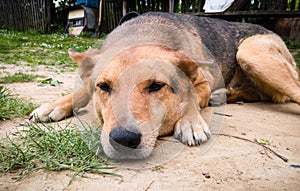 A close look at the sleepy face of a domestic dog with orange fur lies on the ground in the village yard during the day