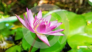 close look waterlily flower at pond