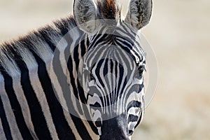 A close look at a zebras face