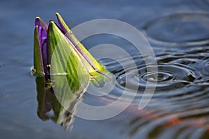 Close lotus blooming flower behind the fresh on pond