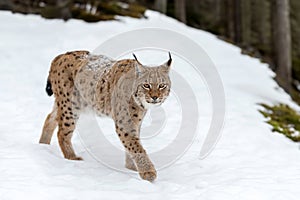 Close lynx, bobcat in the winter forest. Wild predators in natural environment