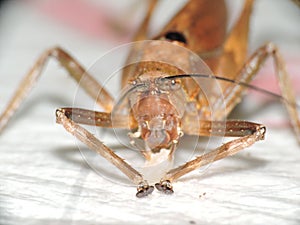 A cricket eating rice photo