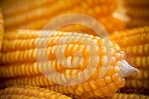 Close macro shoot of Maizebhutta crop, Thakurgaon, Bangladesh.