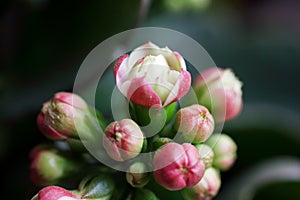 Close macro shot of charming Kalanchoe flowers and buds.