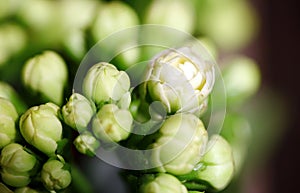 Close macro shot of white Kalanchoe flowers and buds..