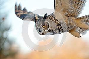 close midflight capture, owls face details sharp, background blurred photo