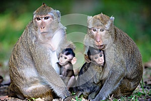 Close Monkey Family