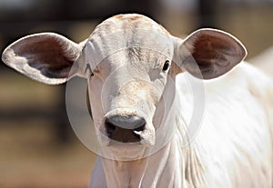 Close on Nellore bovine specimen on Brazilian farms