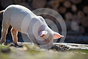 Newborn piglet on spring grass on a farm