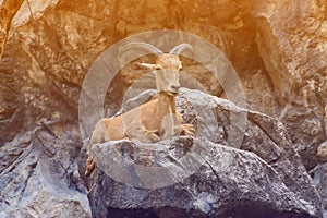 Close one's eyes Goat on the stone in Chiangmai Zoo , Thailand