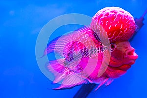 Close-op Flowerhorn Cichlid fish