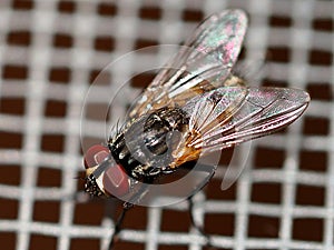 Close-op fly with bright wings and red eyes