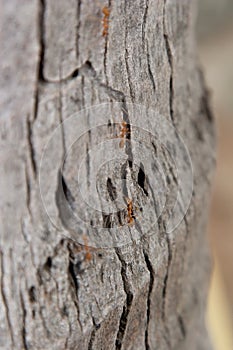 Close op a group red ant on stick tree in nature photo