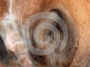 Close open nose, nostrils of a brown horse