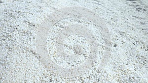 close pan of the cockle shells that form shell beach at shark bay