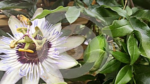 Close. Passion fruit flower among the green foliage in summer