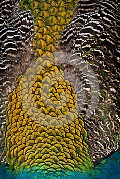 Close of Peacock Feathers (background)