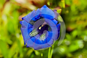 Close photo of bright blue flowers of stemless gentian