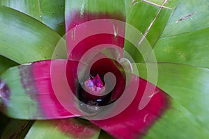 Close photo of Bromelia plants and ficus. Anchient plant. Macro Bromeliaceae, green leaves with water