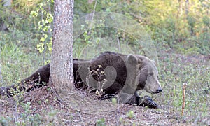 A close photo of brown bear