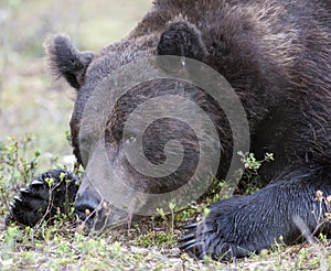 A close photo of brown bear