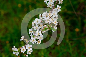 Close photo. cherry blossoms in spring, in May. beautiful white flowers on the branches of bushes, buds, young green fresh leaves