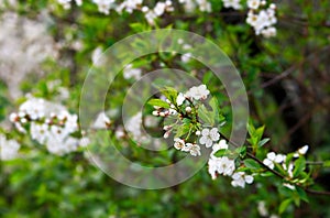 Close photo. cherry blossoms in spring, in May. beautiful white flowers on the branches of bushes, buds, young green fresh leaves