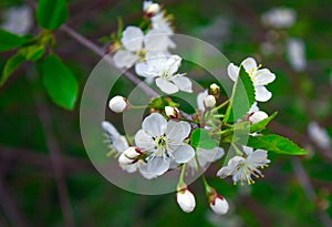 Close photo of a cherry flower. white petals, yellow stamens, green leaves