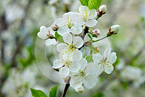 Close photo of a cherry flower. white petals, yellow stamens, green leaves. lush flowering in spring