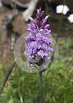 Close photo of moorland spotted orchid