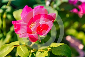 Close photo of a pink or red flower maybe a rose