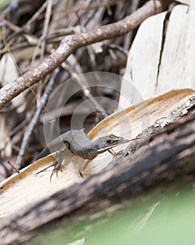 A close photo of rainbow skinks