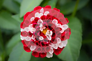 Close photo of a red and white dahlia flower