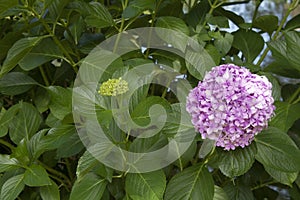 Close photo of a single flower of Hydrangea macrophylla pink plant.